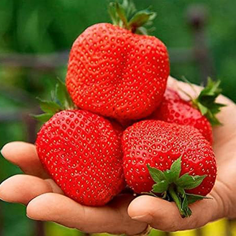 Giant Strawberry Fresca Everbearing Berries Indoor Non GMO Fruit Seeds