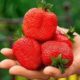 Giant Strawberry Fresca Everbearing Berries Indoor Non GMO Fruit Seeds