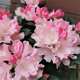 Semillas de azalea alpina, especies raras