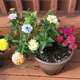 Planta de semillas de flores de zinnia mixta