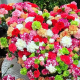 Semillas de clavel mixto de flores dobles