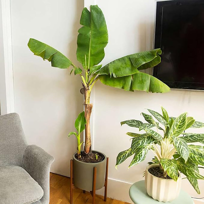 Semilla de árbol de plátano Planta tropical Fruta dulce y deliciosa Jardinería sin OGM