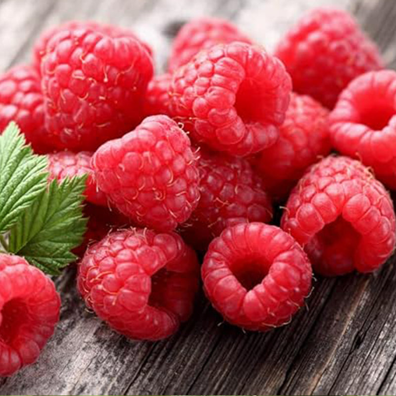 Red Raspberry Seeds for Planting