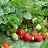 All-season Strawberry Seeds EverBloom Berries