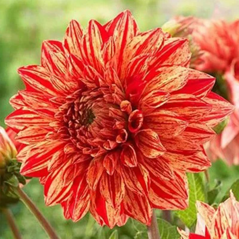 Rare Dahlias