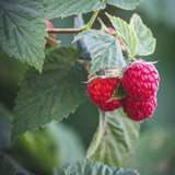 Red Raspberry Seeds