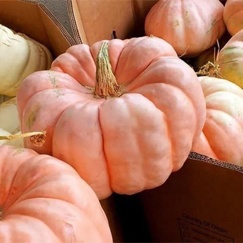 Semillas de calabaza rosadas