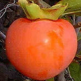Semillas de frutos del árbol de caqui Diospyros Hachiya Planta alta en maceta Fruta de gran sabor