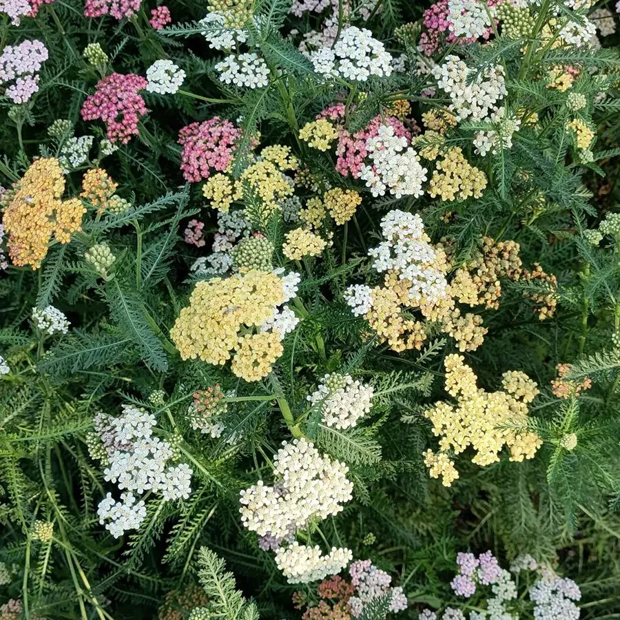 Mix Swamp Milkweed Seeds