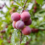 Semillas de árbol/arbusto frutal de ciruelo de playa, nombre botánico: Prunus maritima, familia: Rosaceae