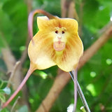 Monkey Face Orchid Seeds Flower Seeds Dracula Simia Seeds Perennial Non-GMO Fragrant Indoor Potted Plant