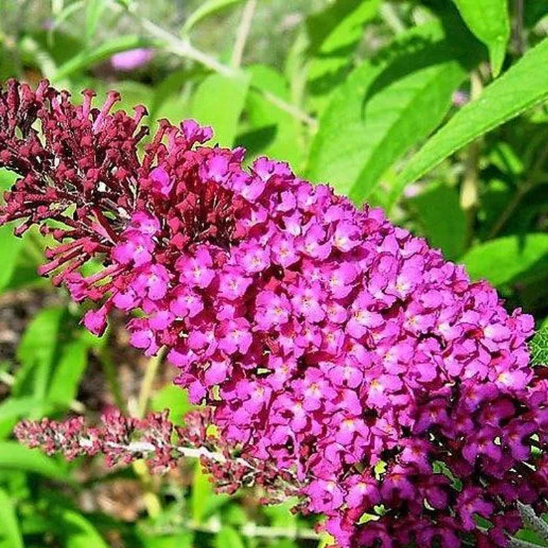 Semillas de arbustos de flores de Buddleia Davidii, arbusto de mariposas de colores variados