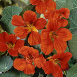 Tropaeolum Nasturtium Vesuvius Climbing, Vining, Flowering, Plants for Trellis, Fences, Arbors & More