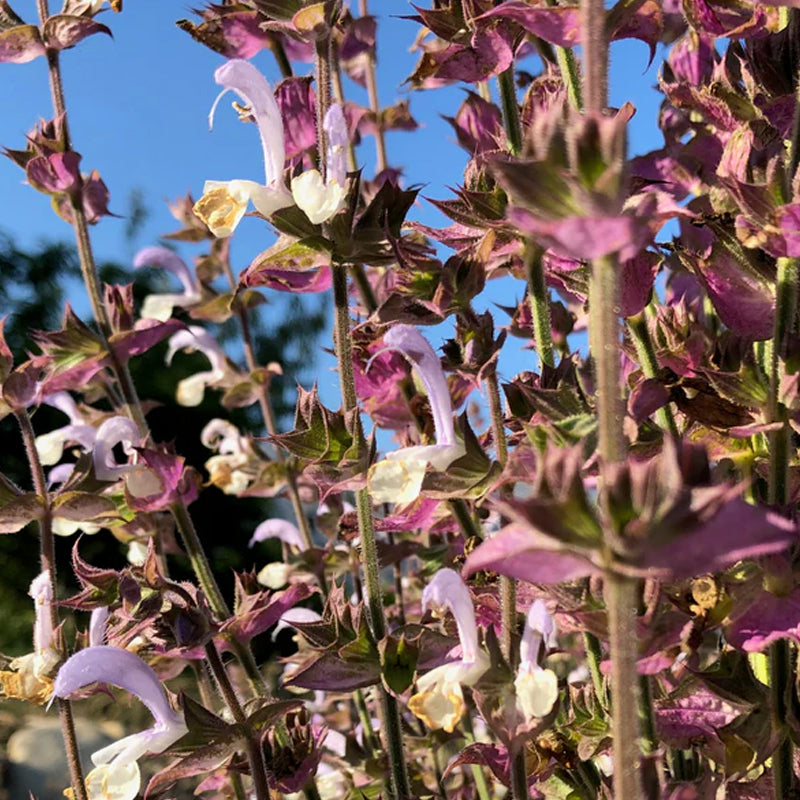 Clary Sage
