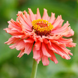 Amarilis de belleza rayada