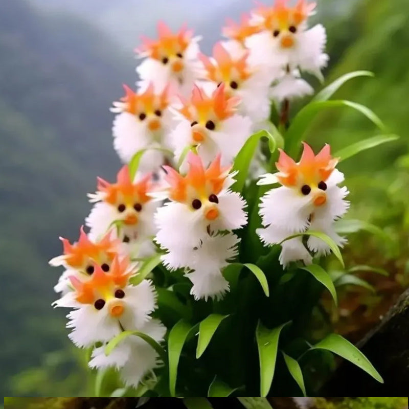 ¡Plantas asombrosas! El ojo de gato deslumbra