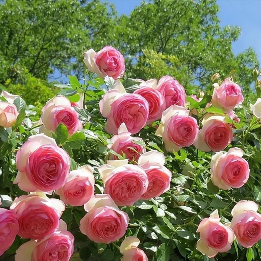 Pink Lonza Gemstone Seeds