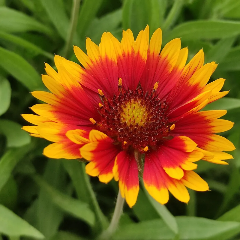 Blanket Flower Seeds