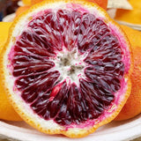 Semillas de árbol de naranja sanguina de rápido crecimiento, ricas en vitamina C, jugosas, sin OGM, para patio, interior y exterior