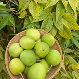 Pasionaria morada / Maypop