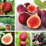 Fig Tree Seeds (Ficus carica), Sweet Fruit Shrub