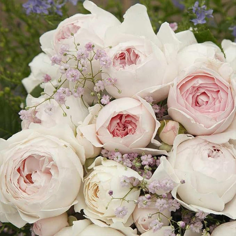 Earth Angel Pink Floribunda Rose Bush, Cupped Peony Shaped Blooms