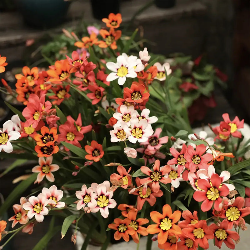 The Stunning Tricolor Wandflower Seeds Collection