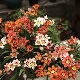 The Stunning Tricolor Wandflower Seeds Collection