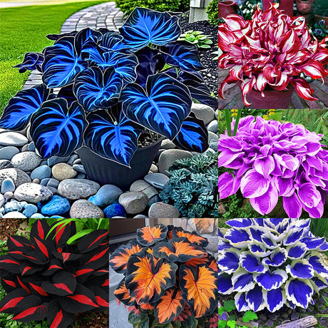 echinacea double dipped rainbow sherbet seeds Echinacea, Double Dipped Rainbow Sherbet – Haiyiplants