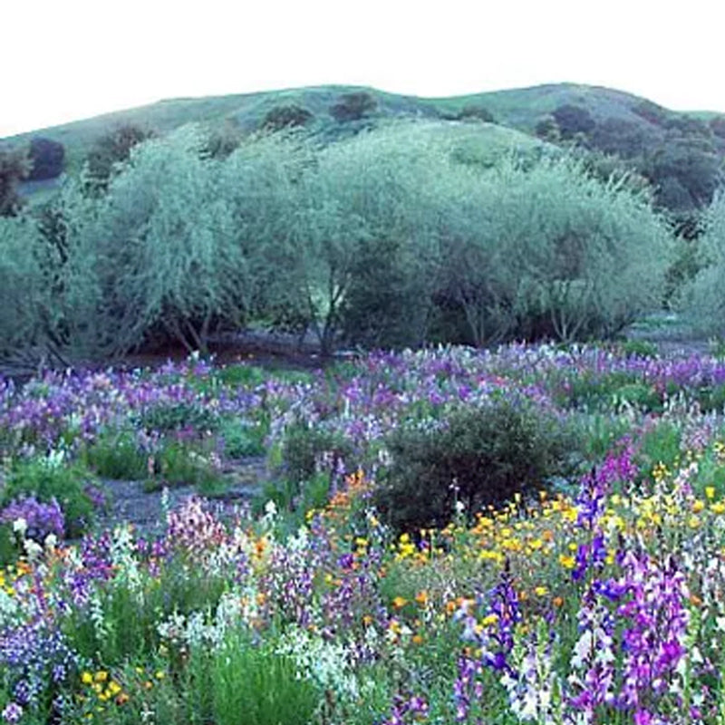 Mezcla de semillas de flores silvestres del suroeste