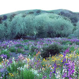 Mezcla de semillas de flores silvestres del suroeste