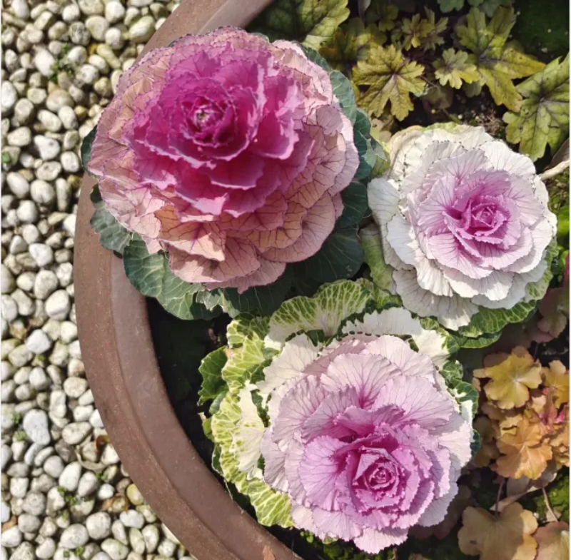 Colorful Kale Mix Seeds