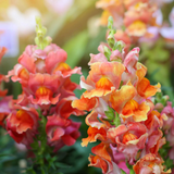 Snapdragon Seeds - Rocket Bronze