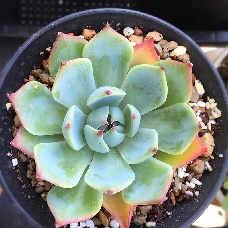 Semillas de suculentas raras de colores variados Planta de flores de bonsái para jardín y hogar