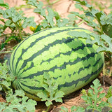 Sandía perezosa sin semillas