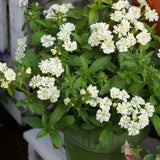 Green Phlox paniculata Seeds