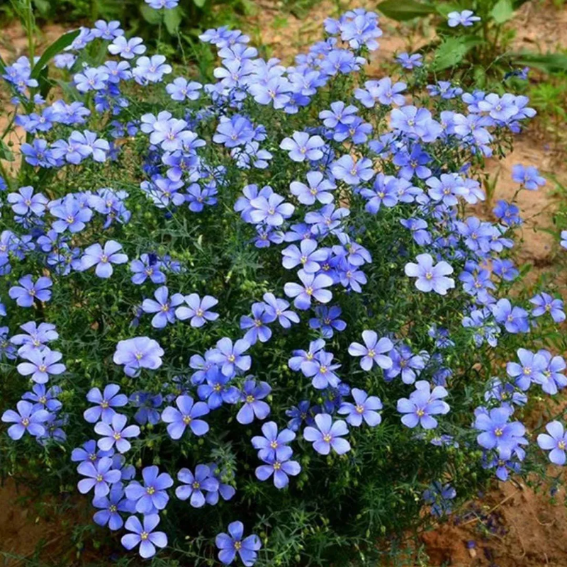 Perennial Blue Flax Seeds