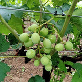 Grape Seeds Vine Fruit Seeds Mix Plant Home Garden