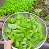 All Year Round Chicken Feather Vegetable Seeds