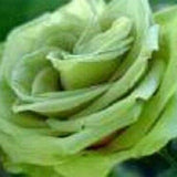 Rosa verde Rosa Flores Semillas Arbusto Arbusto Perenne Flor