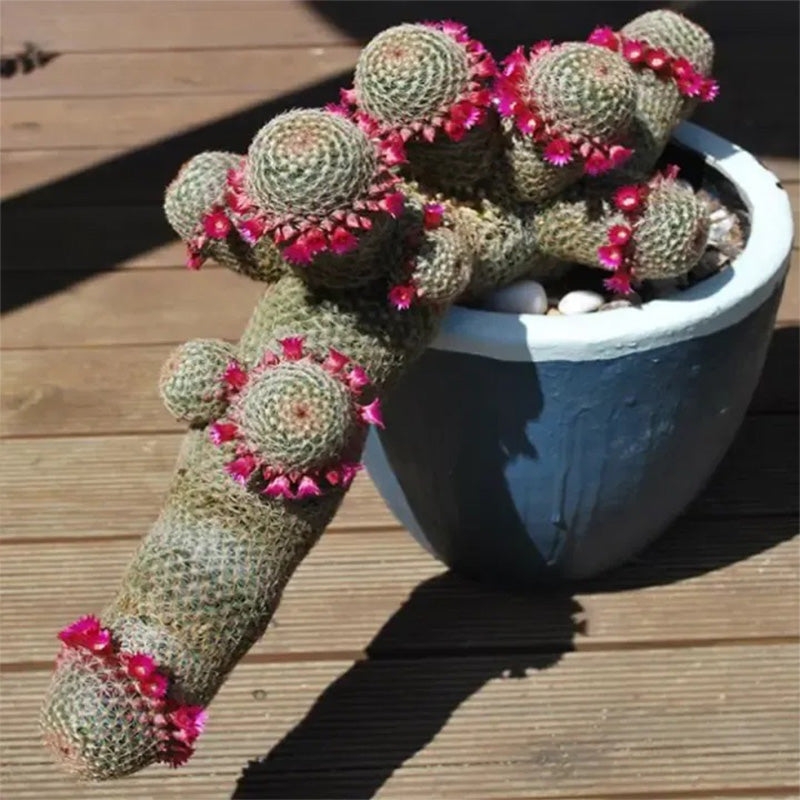 The Mammillaria Matudae Cactus Flower Plant Seeds