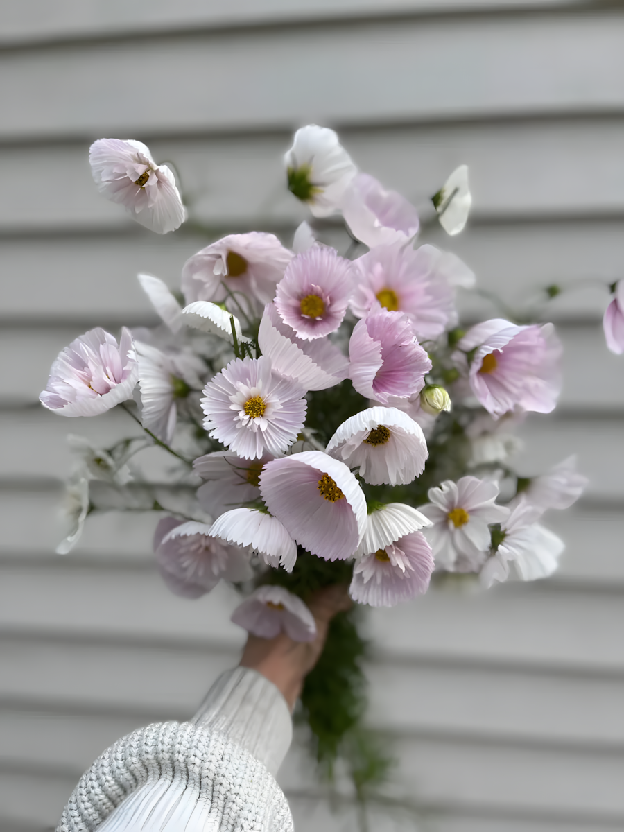 COSMOS CUPCAKE BLUSH FLOWER SEEDS