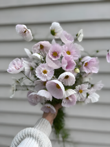 COSMOS CUPCAKE BLUSH FLOWER SEEDS