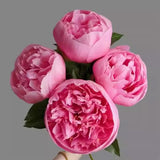 Colorful Peony Flower