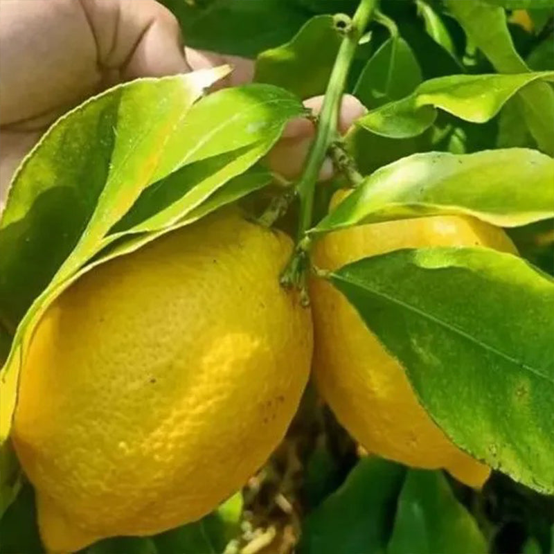 Semillas de limón perfumado con alta tasa de germinación: floración y frutos durante todo el año