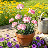 White Pink Picotee Carnation Seeds