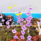 Utricularia sandersonii Seeds