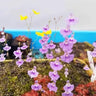 Utricularia sandersonii Seeds