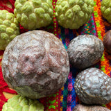 San Pablo Custard Apple Rare Fruit Seeds