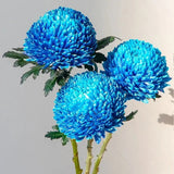 Rare blue Peony Chrysanthemum